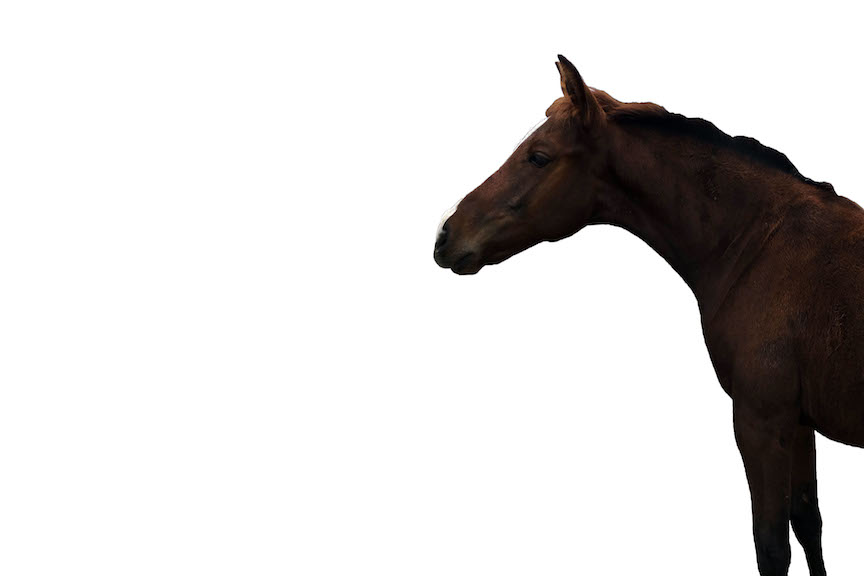 Image of a horse